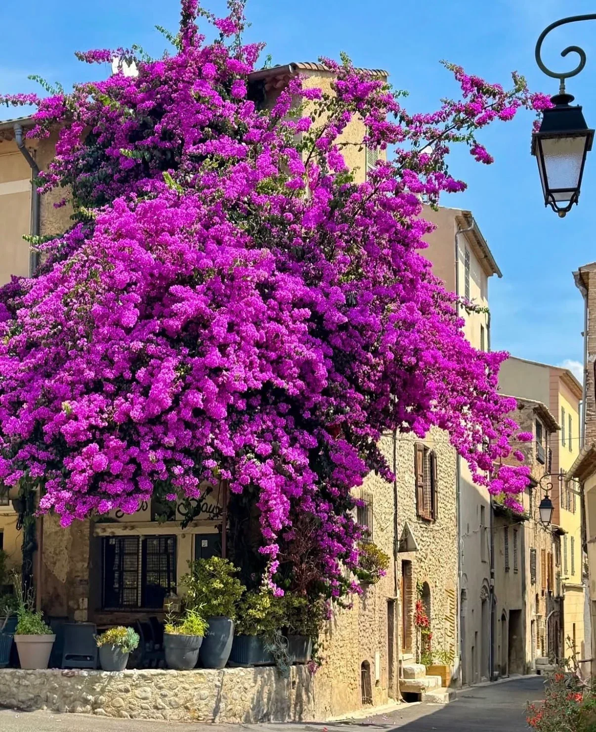 Bougainvillea over stone houses on a sunlit lane in Haut-de-Cagnes